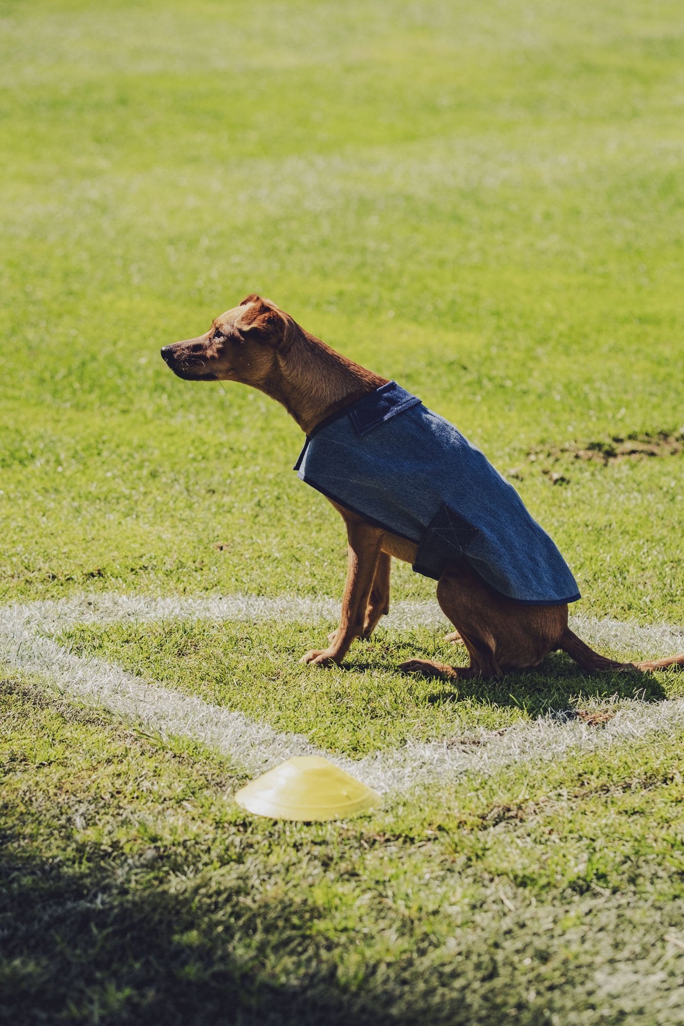 fibre-mood-salsa-manteau-pour-chien-patron-de-couture image 2